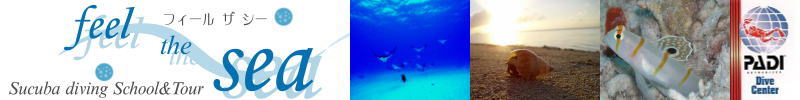 feel the sea�_�C�r���O�V���b�v�y�t�B�[���U�V�[�z�́A�����s������{���̃_�C�r���O�X�N�[�����V���b�v�ł��B